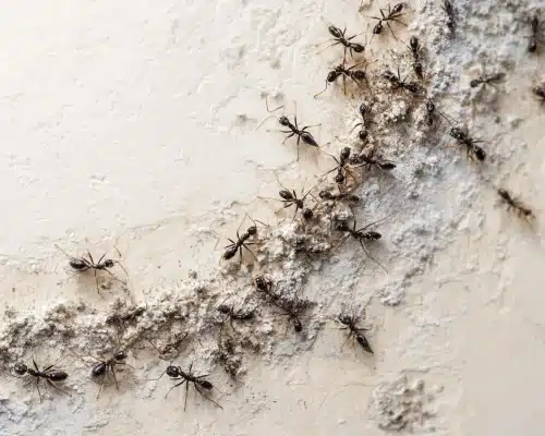 ants 1